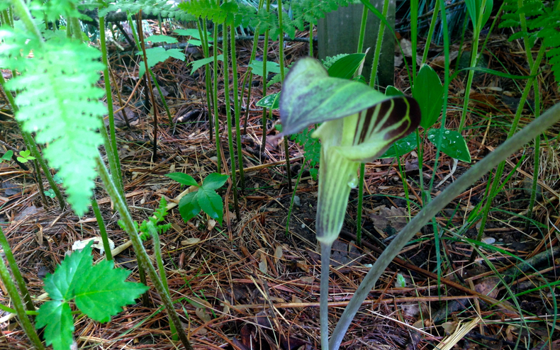 Jack in the pulpit 790 xxx