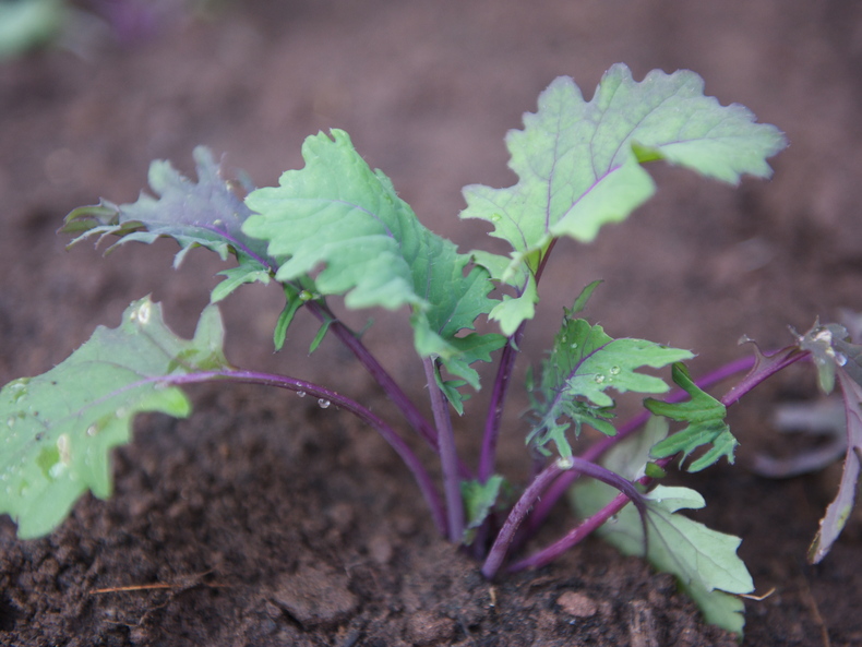 Kale 790 xxx