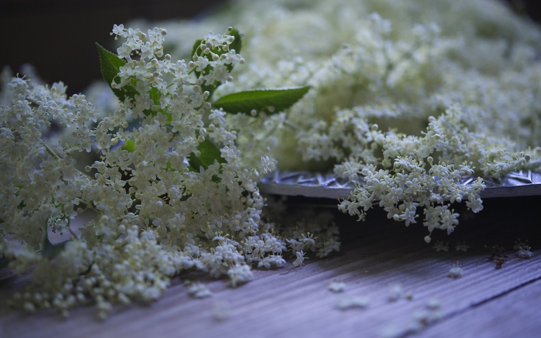 Elderflower 790 xxx