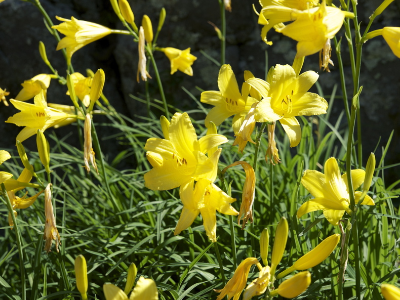 Lilies 790 xxx