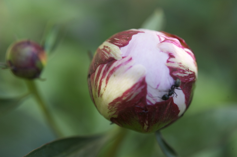 Bud 790 xxx