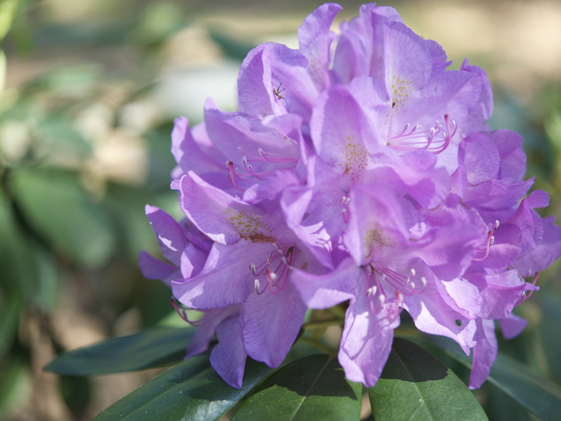 Rhody 790 xxx