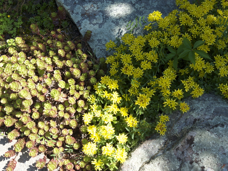 Succulents 790 xxx