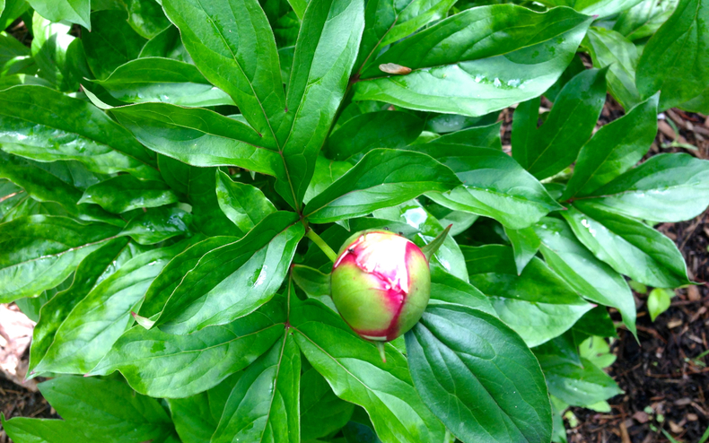 Peony bud 790 xxx